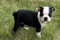 Nyla, a female Boston Terrier for sale in Sturgis, MI – 1 of 10