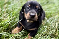 Winston, a male Dachshund for sale in Sturgis, MI – 3 of 10