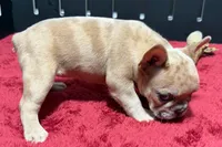 Lacy, a female French Bulldog for sale in Sturgis, MI – 6 of 10