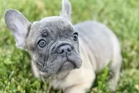 Elvis, a male French Bulldog for sale in Sturgis, MI – 4 of 9