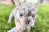 Tucker, a male French Bulldog for sale in Sturgis, MI – 9 of 10