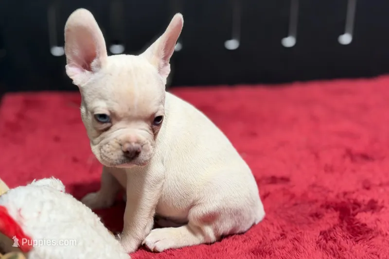Dell  – French Bulldog puppy for sale in Sturgis, MI
