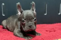 Donna , a female French Bulldog for sale in Sturgis, MI – 7 of 10