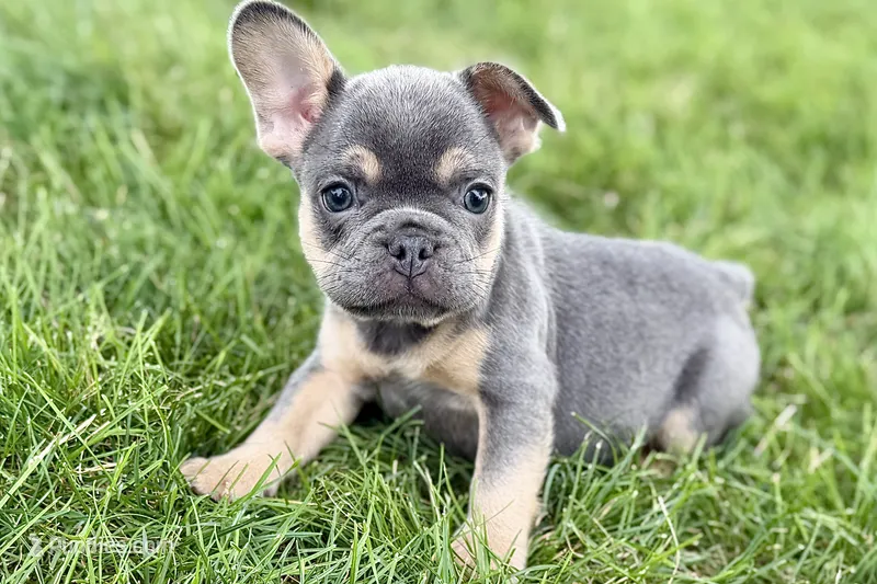 Zola – French Bulldog puppy for sale in Sturgis, MI