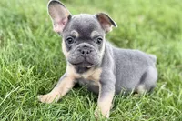 Zola, a female French Bulldog for sale in Sturgis, MI – 1 of 10