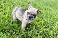 Scooter, a male French Bulldog for sale in Sturgis, MI – 9 of 9