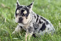 Abby, a female French Bulldog for sale in Sturgis, MI – 5 of 9