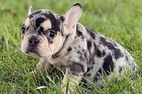 Abby, a female French Bulldog for sale in Sturgis, MI – 2 of 9