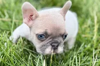 Juniper, a female French Bulldog for sale in Sturgis, MI – 4 of 9