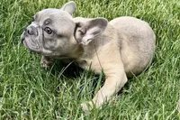 Elvis, a male French Bulldog for sale in Sturgis, MI – 8 of 10