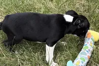 Lexi, a female Boston Terrier for sale in Sturgis, MI – 6 of 8