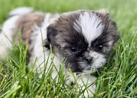 Violet, a female Shih Tzu for sale in Sturgis, MI – 7 of 10