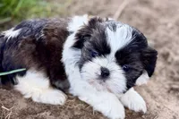 Vada, a female Shih Tzu for sale in Sturgis, MI – 3 of 10