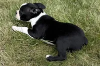 Lucy, a female Boston Terrier for sale in Sturgis, MI – 6 of 9
