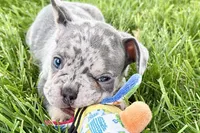 Tank, a male French Bulldog for sale in Sturgis, MI – 8 of 10