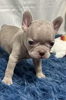 Ivy, a female Boston Terrier and French Bulldog for sale in Sturgis, MI – Photo 2 of 8
