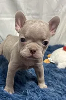 Ivy, a female Boston Terrier and French Bulldog for sale in Sturgis, MI – Photo 1 of 8