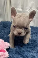 Ivy, a female Boston Terrier and French Bulldog for sale in Sturgis, MI – Photo 4 of 8