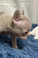 Ivy, a female Boston Terrier and French Bulldog for sale in Sturgis, MI – Photo 3 of 8