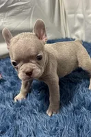 Ivy, a female Boston Terrier and French Bulldog for sale in Sturgis, MI – Photo 8 of 8