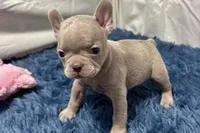 Ivy, a female Boston Terrier and French Bulldog for sale in Sturgis, MI – Photo 6 of 8