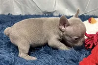 Ivy, a female Boston Terrier and French Bulldog for sale in Sturgis, MI – Photo 5 of 8