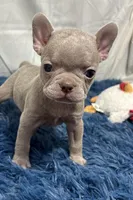 Ivy, a female Boston Terrier and French Bulldog for sale in Sturgis, MI – Photo 7 of 8