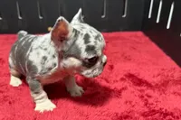 Hulu, a female French Bulldog for sale in Sturgis, MI – 5 of 10