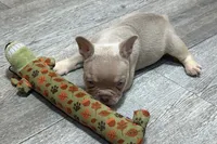 Prancer, a male French Bulldog for sale in Sturgis, MI – 3 of 9
