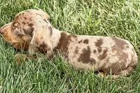 Waylon, a male Dachshund for sale in Sturgis, MI – 10 of 10