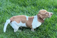 Master, a female Dachshund for sale in Sturgis, MI – 9 of 9