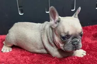 Wendy, a female French Bulldog for sale in Sturgis, MI – 5 of 10