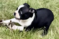 Lucy, a female Boston Terrier for sale in Sturgis, MI – 2 of 9