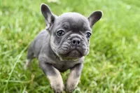 Kenzie, a female French Bulldog for sale in Sturgis, MI – 6 of 10