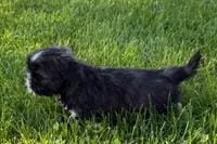 Gina, a female Shih Tzu for sale in Sturgis, MI – 9 of 10