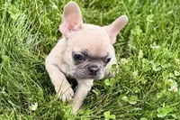 Jade, a female French Bulldog for sale in Sturgis, MI – 5 of 9
