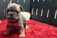 Willy , a male French Bulldog for sale in Sturgis, MI – 6 of 9
