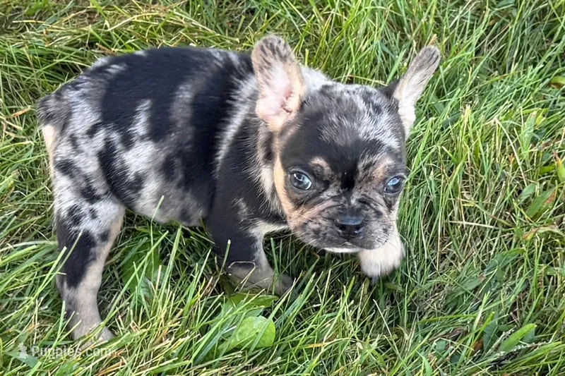Clem – French Bulldog puppy for sale in Sturgis, MI