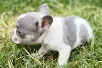 Jax, a male French Bulldog for sale in Sturgis, MI – 2 of 9