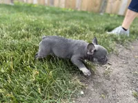 Emmy, a female French Bulldog for sale in Sturgis, MI – 2 of 8