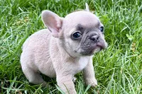 Jade, a female French Bulldog for sale in Sturgis, MI – 7 of 9