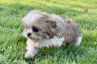 Silas, a male Shih Tzu for sale in Sturgis, MI – Photo 2 of 10