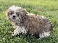 Silas, a male Shih Tzu for sale in Sturgis, MI – Photo 6 of 10