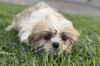 Silas, a male Shih Tzu for sale in Sturgis, MI – Photo 10 of 10