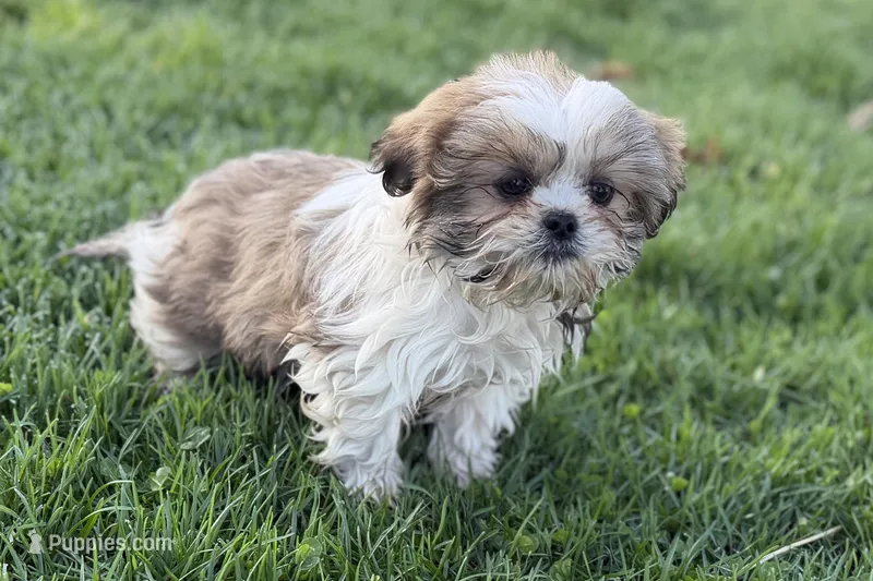 Silas – Shih Tzu puppy for sale in Sturgis, MI