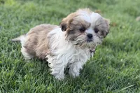Silas, a male Shih Tzu for sale in Sturgis, MI – Photo 1 of 10