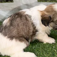 Silas, a male Shih Tzu for sale in Sturgis, MI – Photo 10 of 10