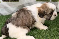 Silas, a male Shih Tzu for sale in Sturgis, MI – Photo 10 of 10