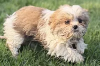 Silas, a male Shih Tzu for sale in Sturgis, MI – Photo 8 of 10
