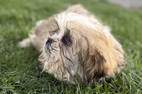 Silas, a male Shih Tzu for sale in Sturgis, MI – Photo 9 of 10